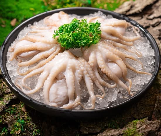 Baby Octopus 深捞小八爪鱼